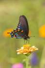 Pipevine Swallowtail male on zinnia in flower garden-Marion County-Illinois Art Print